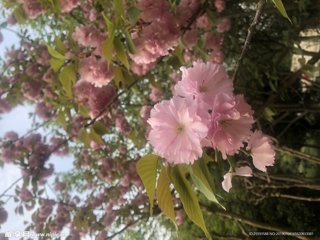 樱花