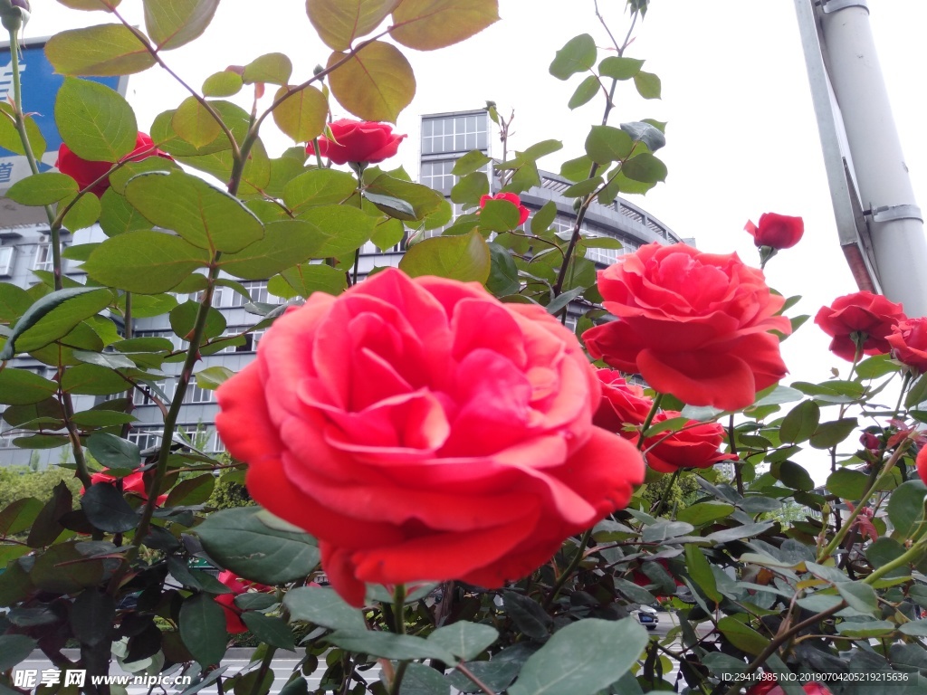 红色月季