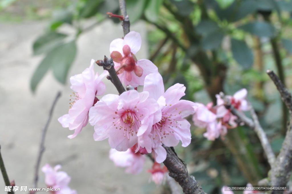 拍摄 桃 盛开花 叶子