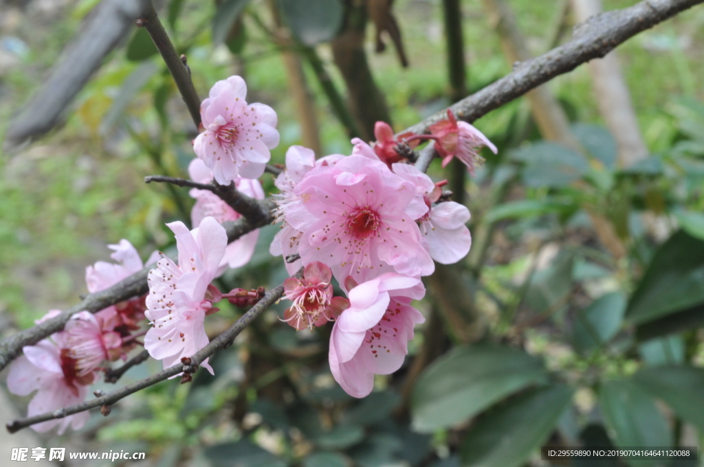 拍摄  桃花 叶子
