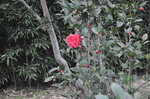 拍摄  红色花朵 叶子