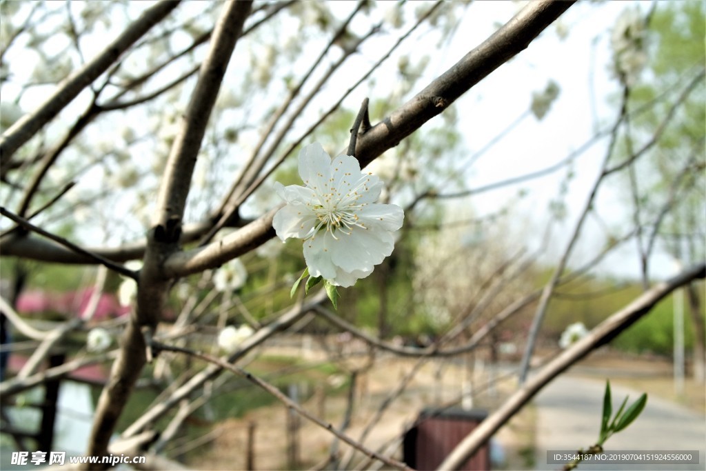 白花山碧桃