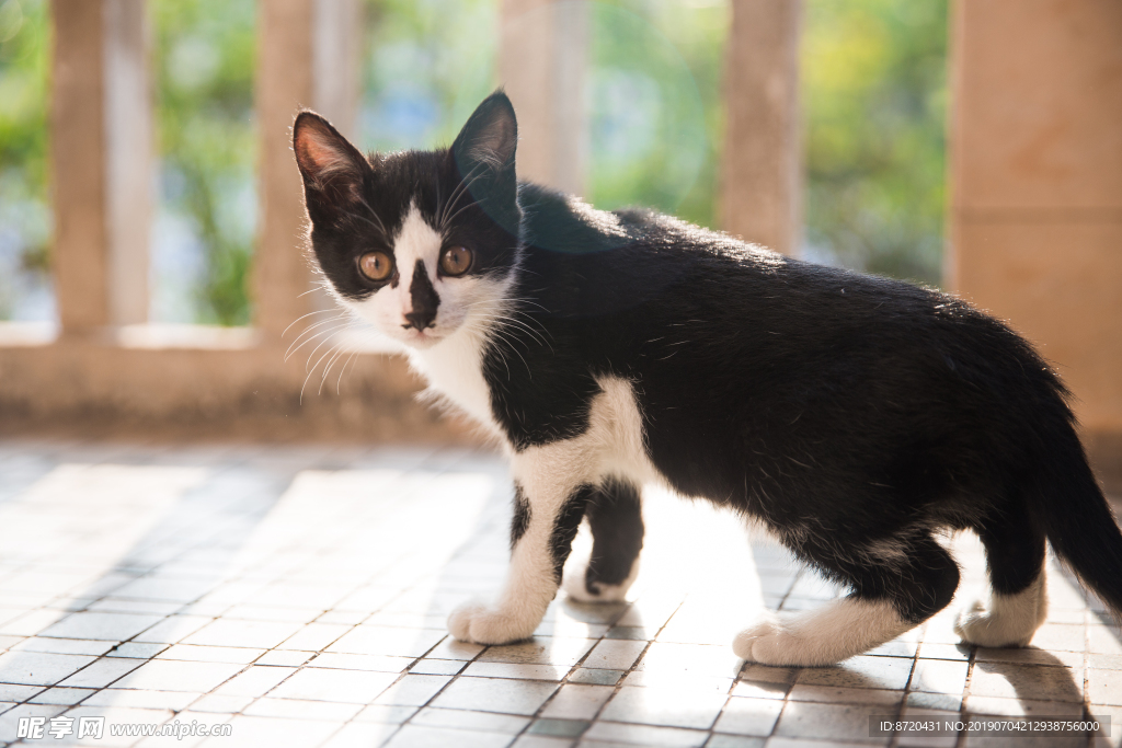 猫