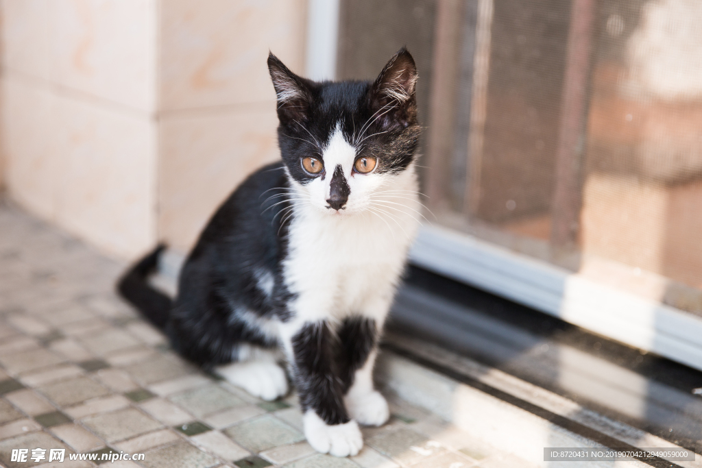 猫