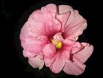 手巾花