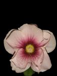 手巾花