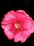 手巾花