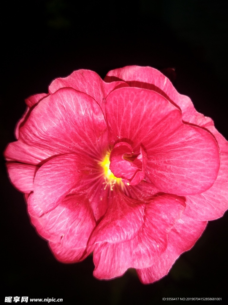 手巾花