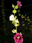 手巾花