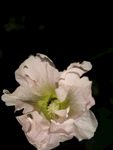 手巾花