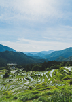 稻田