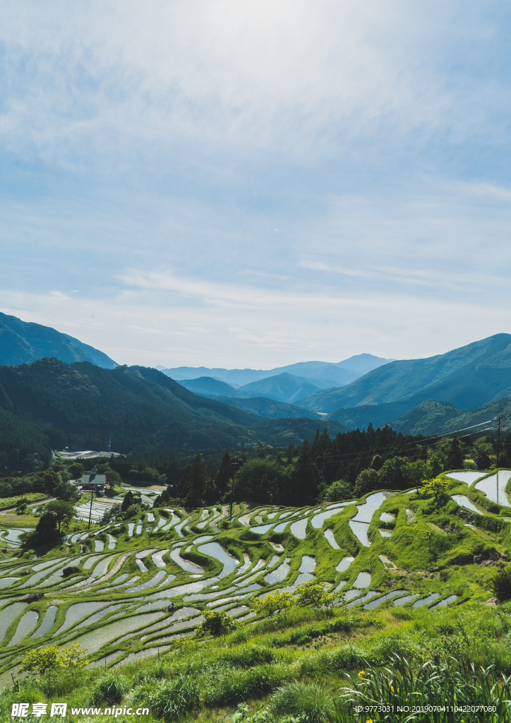 稻田