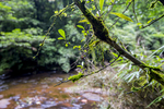 戏水  溪  水  小河