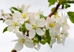 苹果花白色花