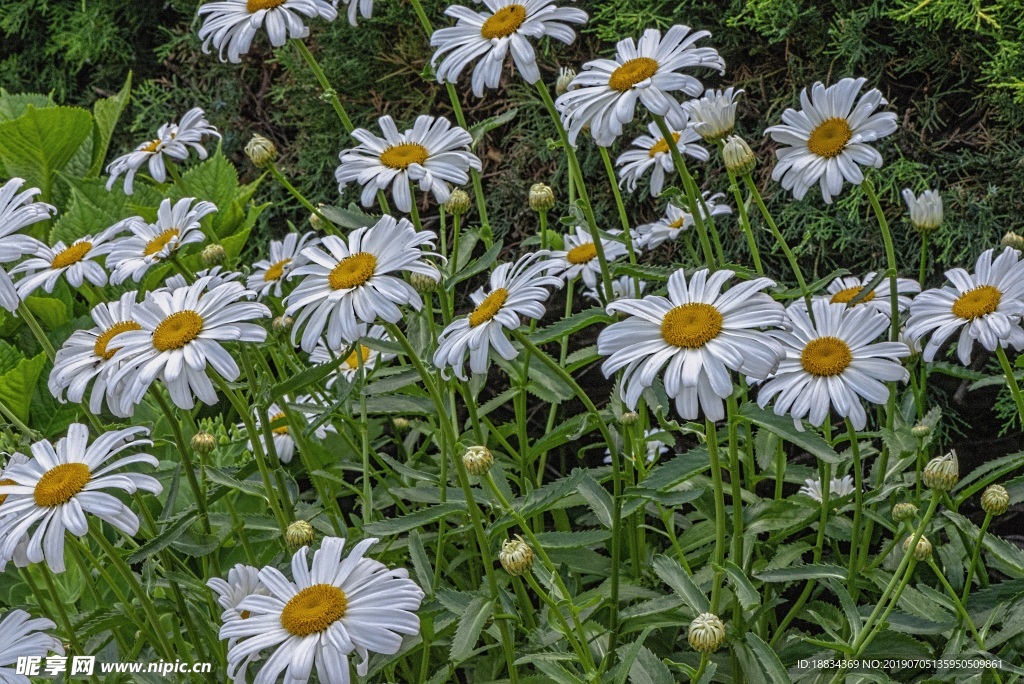 白色雏菊