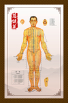 穴位图 精准穴位图 成人穴位图