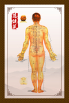 穴位图 精准穴位图 成人穴位图