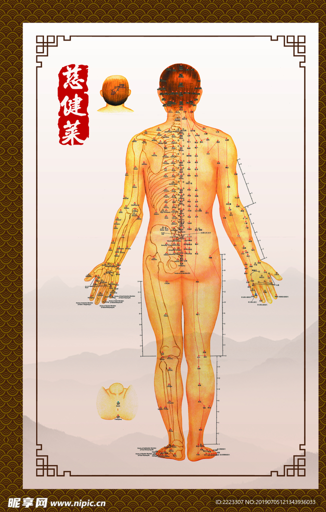 穴位图 精准穴位图 成人穴位图