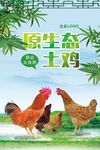 原生态土鸡