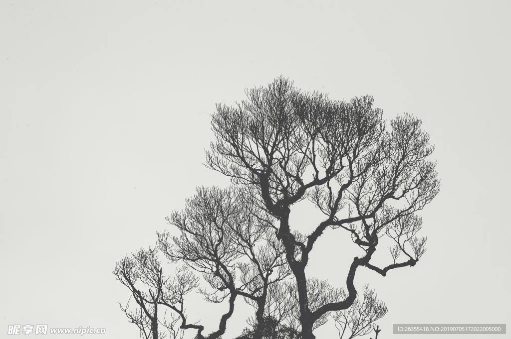 树