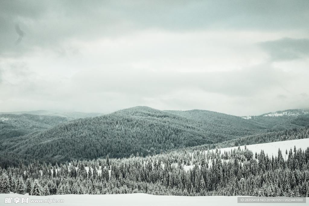 雪松