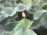 荷花花蕾