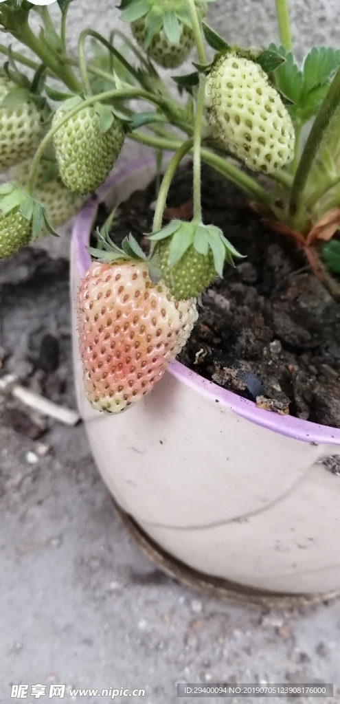 浅黄色草莓