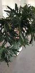 绿色植物春羽