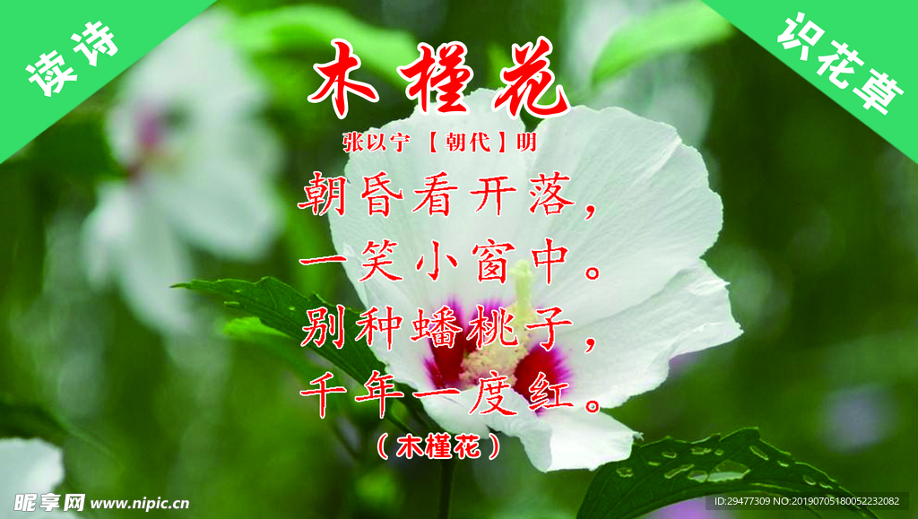 木槿树牌