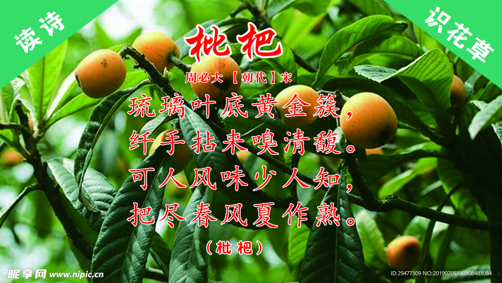 枇杷树牌