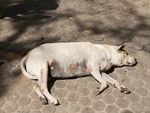 躺在地上晒太阳的慵懒白色狗狗
