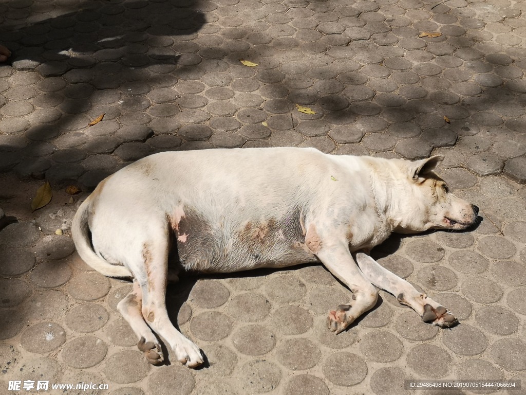 躺在地上晒太阳的慵懒白色狗狗