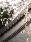 粉色梦幻的樱花摄影图