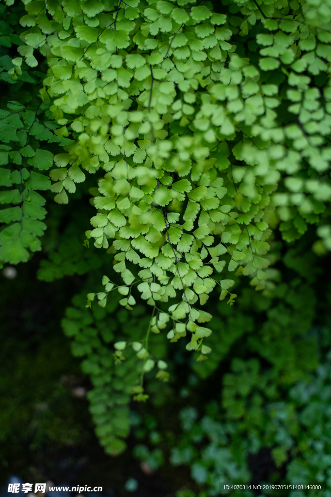 绿色蕨类植物桌面清爽夏日夏至
