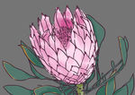 手绘花卉