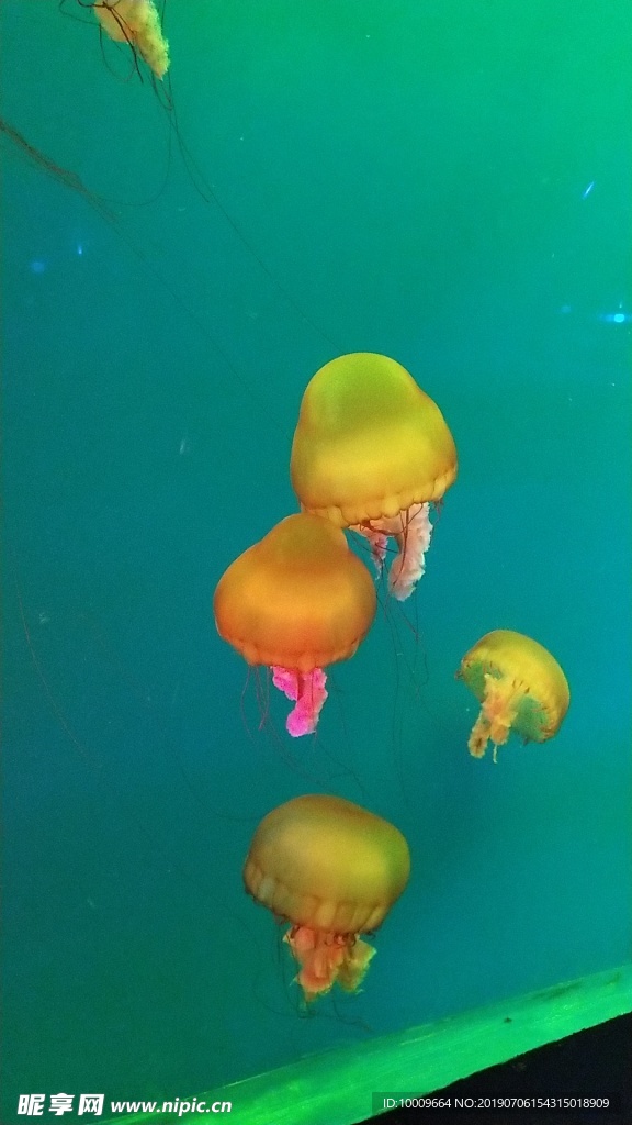 水母