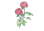 花朵