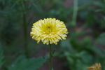 金盏菊