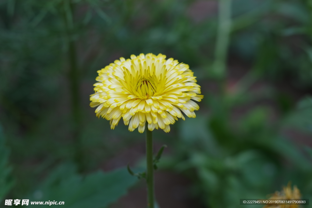 金盏菊