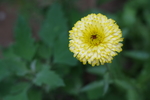 金盏菊