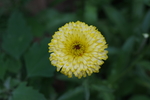 金盏菊