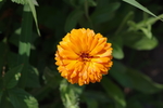 金盏菊