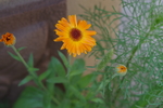 金盏菊