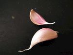 蒜瓣 大蒜 紫皮大蒜 紫皮蒜
