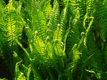 绿色植物