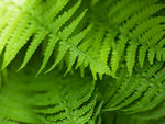 绿色 植物 叶子 自然界 生命