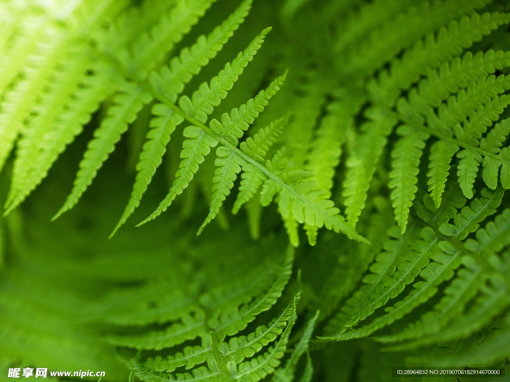 绿色 植物 叶子 自然界 生命