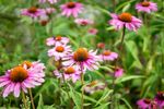 鲜花 花 花卉 野花 小菊花