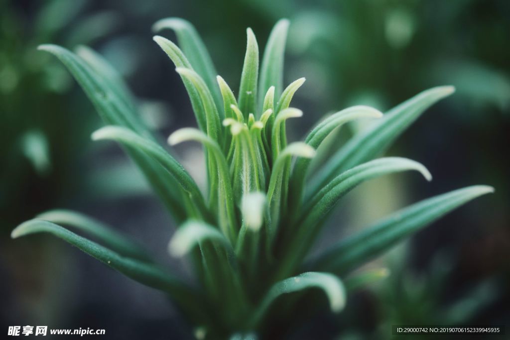 绿化 植物 绿色植物