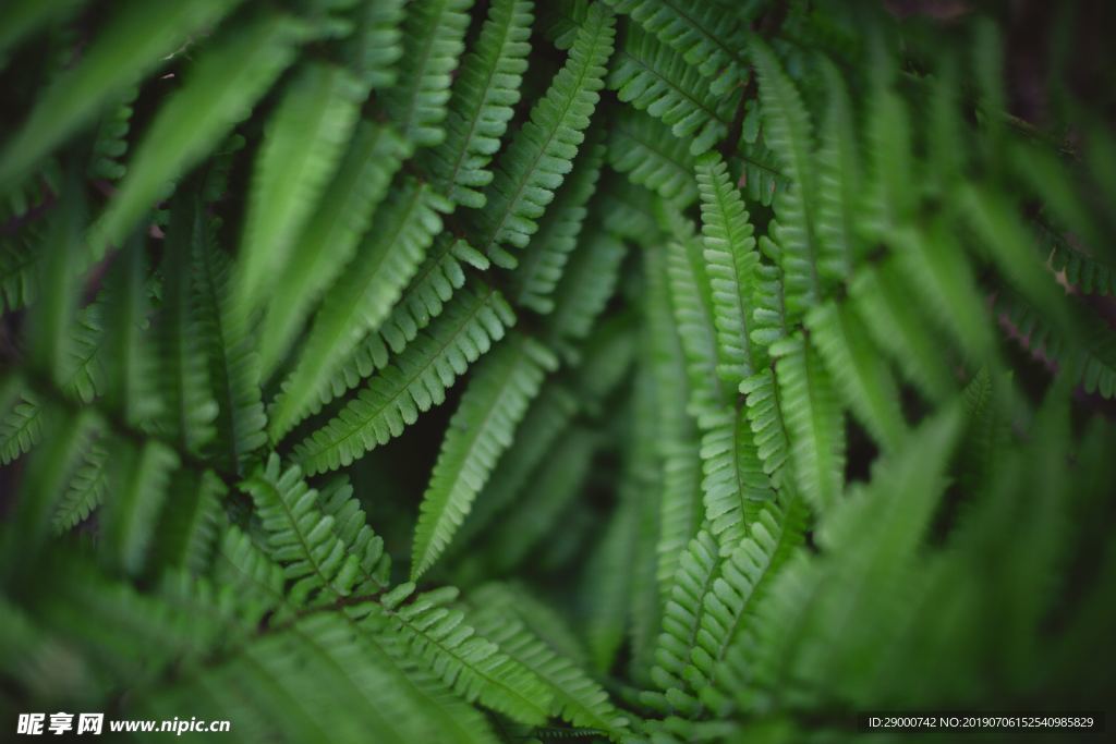 常绿植物 绿化 植物 绿色植物